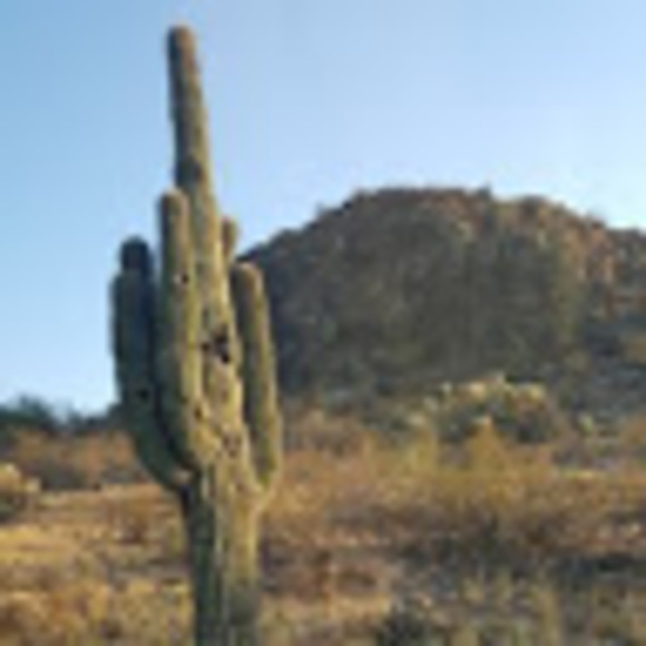 blanktam